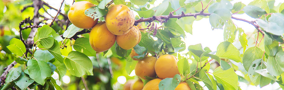 花园树上的杏子 有选择的焦点橙子食物收成边界叶子生长植物水果晴天甜点图片