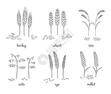 手画了谷物和谷物的提纲图片