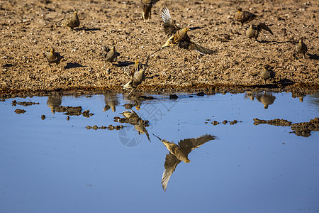 南非Kgalagadi跨界公园的Namaquua 桑地格鲁斯野性驱动观鸟游戏气候水坑荒野航班野生动物旅游背景图片
