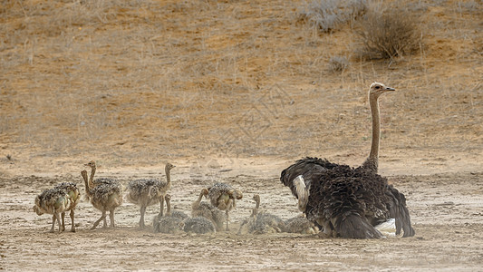 南非Kgalagadi跨界公园的非洲Ostrich母亲鹤科小鸡沙漠女性目的地少年家庭驱动动物图片