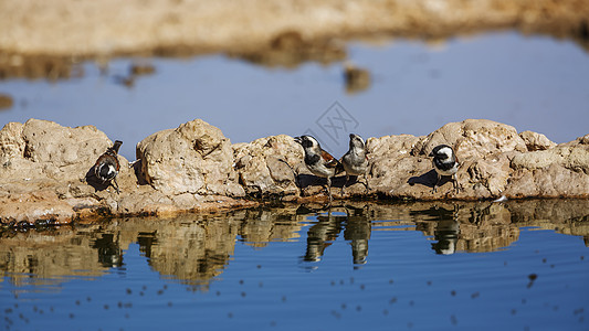 南非跨界公园气候雀科旅游野生动物自然保护区动物水坑目的地游戏荒野图片
