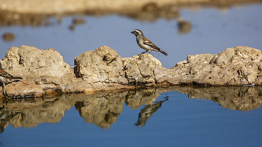 南非跨界公园生物圈气候旅游荒野野性动物麻雀沙漠女性观鸟图片
