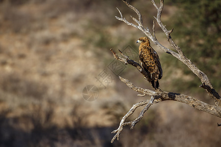 南非Kgalagadi跨界公园的Tawny Eagle荒野动物保护区生物圈草原驱动目的地游戏野生动物观鸟背景图片