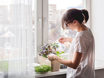 女人正在给窗台上的室内植物和微型蔬菜浇水 种植可食用的有机罗勒 芝麻菜 卷心菜微绿 以提供健康营养 在家园艺喷壶生长爱好阳光季节图片