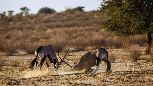 南非Kgalagadi跨界公园的南非奥里克斯动物目的地羚羊生物圈攻击运动保护区摄影气候沙漠图片