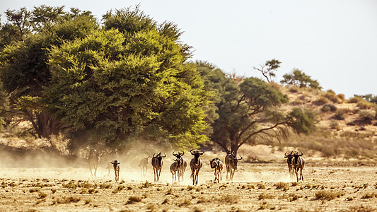 南非Kgalagadi跨界公园的蓝色野生动物生物荒野牛科沙漠跑步气候全景旅游野性驱动图片