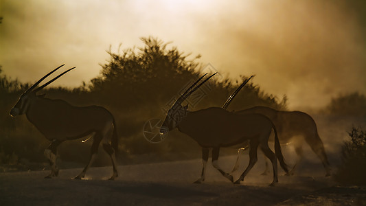 南非Kgalagadi跨界公园的南非奥里克斯野性目的地风景生物圈动物自然保护区哺乳动物荒野保护区羚羊图片