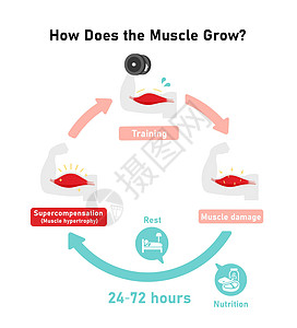 肌肉生长机制超补偿性 矢量图解食物考试力量疾病健身房身体培训师脂肪营养乳清图片