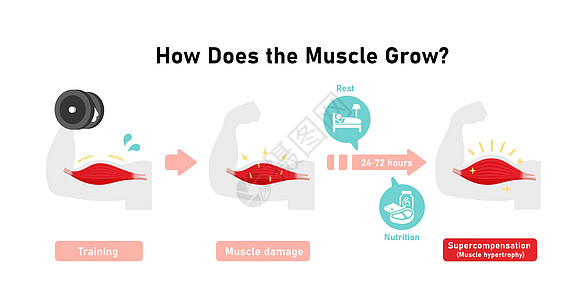 肌肉生长机制超补偿性 矢量图解培训师食物营养考试脂肪力量恶病质疾病健身房活力图片