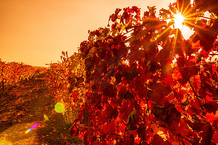 在温暖的日落阳光下 葡萄园里明亮的秋红橙黄色葡萄树叶 美丽的成熟葡萄串 酿酒和有机水果园艺 特写 选择性的焦点酒厂生长栽培日出农图片