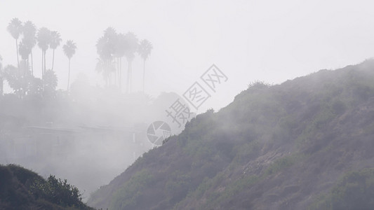 悬崖上的棕榈树或虚张声势 雾气的天气 加州海岸 迷雾的白色空气多云侵蚀能见度气氛烟雾阴霾岩石海洋灰色手掌图片