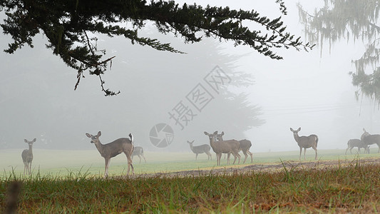 野生的幼鹿 家畜放牧 在雾密森林里的树 加利福尼亚州树木毛皮团体动物羚羊牧场荒野骡鹿天气驯鹿图片