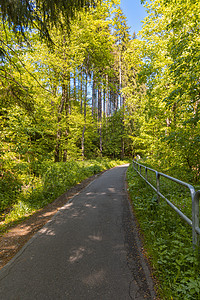 长长的森林道路 在高薄树前有金属护栏环绕悬崖边图片