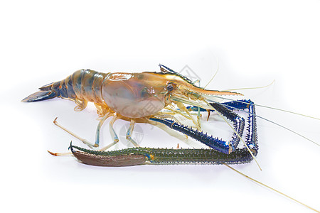 白色的巨型淡水虾海鲜蓝色对虾甲壳美食动物食物餐厅贝类市场背景图片