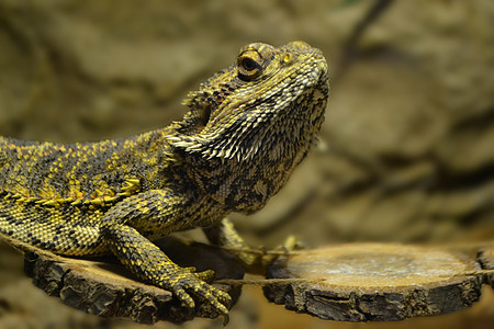 Iguana是蜥蜴爬行动物 在的家族里生物橙子公园丛林情调动物园冷血动物学动物冒充图片