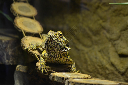 Iguana是蜥蜴爬行动物 在的家族里异国橙子生物荒野野生动物热带雨林动物学宠物爬虫鬣蜥图片