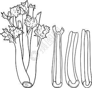 Celery手画矢量图 彩色页面 农场产品烹饪潮人植物彩页涂鸦沙拉市场草本植物打印厨房图片