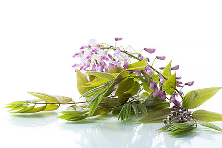 美丽的春天盛开的威斯特莎分枝 孤立在白色上植物群藤本香气树叶花瓣紫色植物学紫丁香藤蔓衬套图片