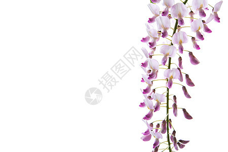 美丽的春天盛开的威斯特莎分枝 孤立在白色上叶子枝条蓝色植物群植物花束藤本花瓣紫色藤蔓图片