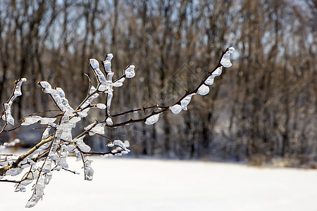 冬天冰雪中冻结了树枝图片