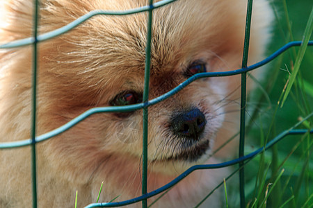 小毛毛可爱咳嗽狗橙色羊毛犬类小狗哺乳动物橙子宠物狗毛动物栅栏图片