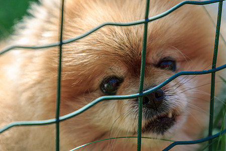 小毛毛可爱咳嗽狗羊毛栅栏犬类宠物狗毛橙色橙子动物小狗哺乳动物图片