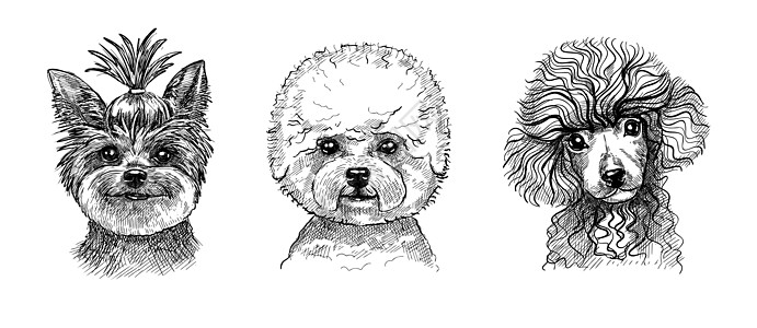 一套三幅可爱的小狗或狗的肖像 黑白草图 用笔画手绘图形风格墨水毛皮兽医动物收藏哺乳动物打印绘画雕刻插图图片