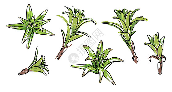 插图 百合厂的芽 孤立背景的涂料生长草图绿色植物生活草本邀请函艺术绘画收藏生物图片