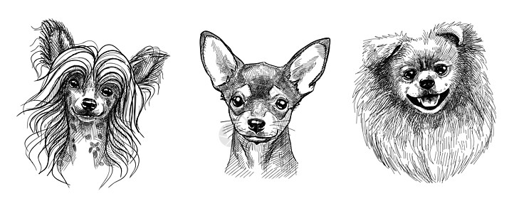 黑白肖像一套三幅可爱的小狗或狗的肖像 黑白草图 用笔画手绘图形风格宠物艺术猎犬哺乳动物兽医毛皮凤头铅笔画雕刻动物插画
