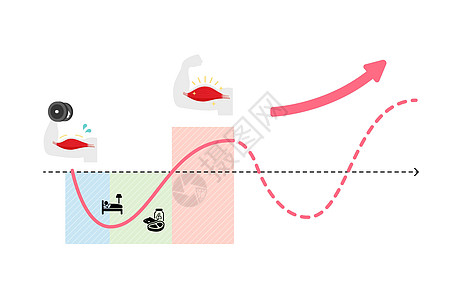 高效肌肉增长图解 超补偿机制 没有文字运动食物生长重量圆周力量活力恶病质腰部健身房图片