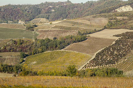 奥尔特雷波帕维斯山丘的景观绿色葡萄园风景藤蔓乡村酒厂草地农场农村白色图片