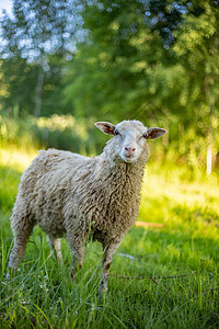 一只母绵羊和她的新生羔羊 母亲与婴儿羔羊在红绿草地上相遇的温馨时刻图片