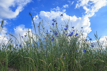 美丽的田地 蓝色的花朵与蓝天空相对图片