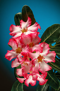 (Desert Rose;Impala Lily;Mock Azalea)蓝宝石背景图片