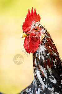 雄鸡头的彩色肖像画 在黄色火花上羽毛家禽家畜波峰乡村男性红色农场鸡冠自由图片