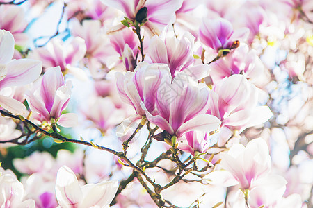 春天盛开美丽的木兰 有选择的焦点晴天天空植物群生长阳光花瓣叶子玉兰花园苔藓图片