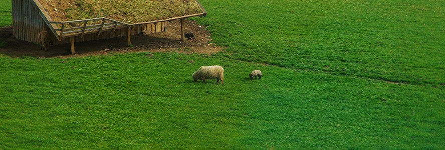 草地上牧羊 有选择的焦点场地家畜农村水果农田农业风景季节村庄晴天图片