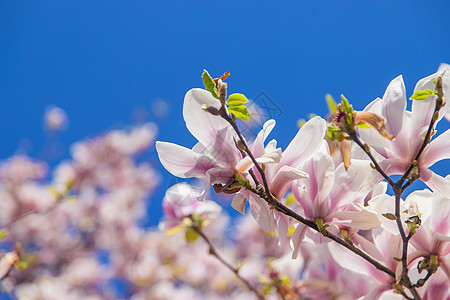 春天盛开美丽的木兰 有选择的焦点天空晴天植物群季节玉兰花瓣植物横幅叶子阳光图片