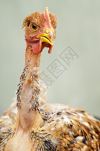孤立的浅绿色背景上的秃颈公鸡肖像图片