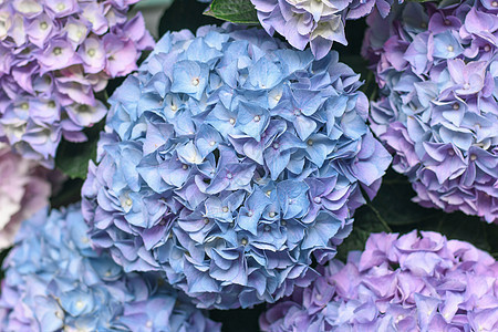 一朵蓝花的本色 霍滕西亚花蓝色花瓣花束紫色淡紫色植物群房子植物灌木植物学图片