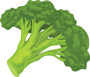 西兰花 成熟西兰花的图像 维生素蔬菜 有机食品 绿色西兰花 在白色背景上孤立的矢量图食物饮食植物网络收成花园美食烹饪杂货店农业图片