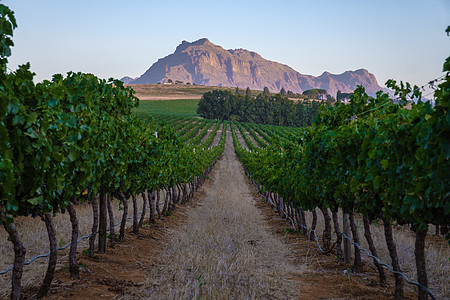 南非开普敦附近斯泰伦博施山丘的日落时风景与葡萄园景观藤蔓水果农业国家植物树叶旅行旅游全景天空图片