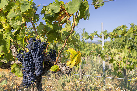 典型葡萄园 在法国罗昂角附近有蓝葡萄植物酒庄农村石头酒厂场地乡村绿色国家收成图片