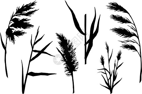 双环影集插图水生植物植物群草本植物场地衬套艺术香蒲沼泽湿地图片