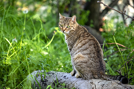 斑芒树森林绿眼睛的野猫美人肖像背景