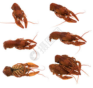 Crayfish 红色 白背景与孤立的Colage图片