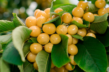 黄樱桃的果实 落在树枝上浆果茶点种子农业小吃食物树叶枝条诱惑花园图片