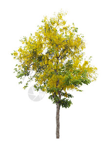 Cassia瘘管病树或金色淋浴泰国国家树 孤立在白色背景 “拯救”剪切路径上图片