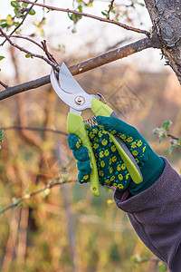 女性农民 用净水机剪切苹果树的枝尖图片