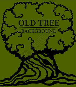 密罗木旧木本底 大树干和老树密冠的图像树干植物插图植物群分支机构公园植物学山毛榉花园森林插画